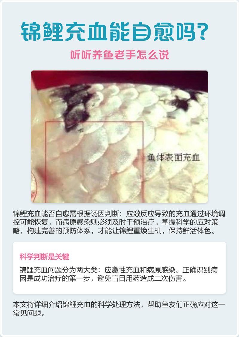 哪些因素會導致雷龍魚鰭充血？