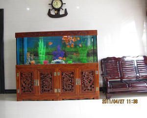 龍魚的風(fēng)水寓意和飼養(yǎng)講究：養(yǎng)龍魚有什么風(fēng)水講究？