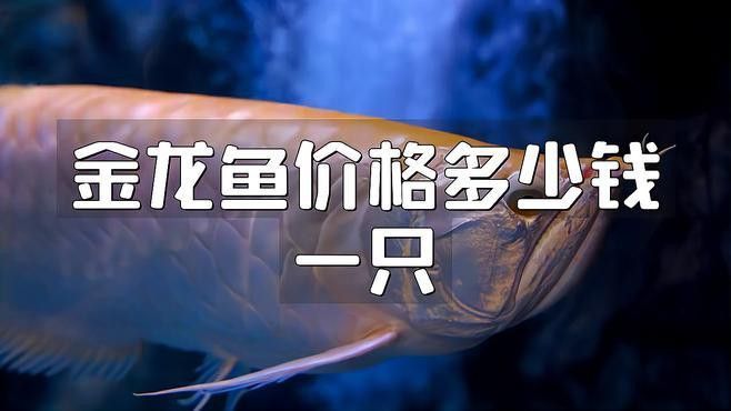 金龍魚古典過背的幼魚價格是多少？