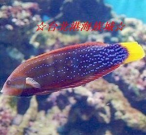 迷你小龍魚能帶回家嗎（迷你小龍魚可以帶回家養殖嗎，）