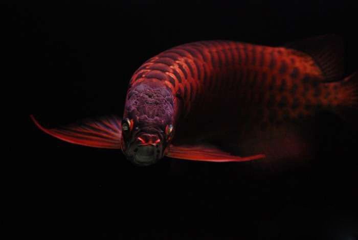 印尼大湖紅龍魚成年后有多大？