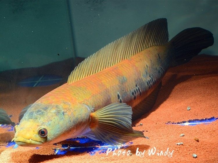 雷龍魚的天敵中哪個最危險？