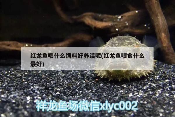紅龍魚喂什么飼料好養活（紅龍魚人工飼料品牌推薦）