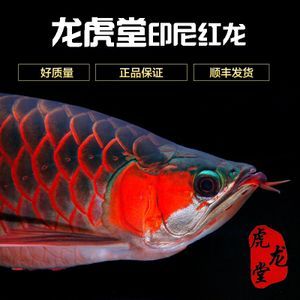 紅金龍和金龍魚的區別：紅金龍魚和金龍魚在外觀特征、飼養特性和價值上都有所區別