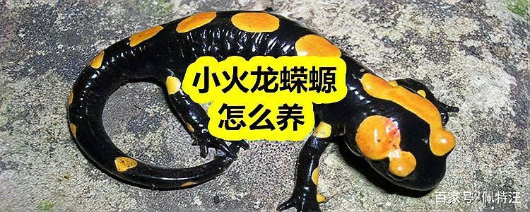 小火龍蠑螈可以一直放在水里嗎？