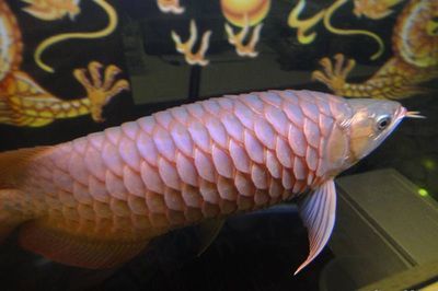 龍魚要多少溫度的水：龍魚的水溫需求與其種類有關(guān)