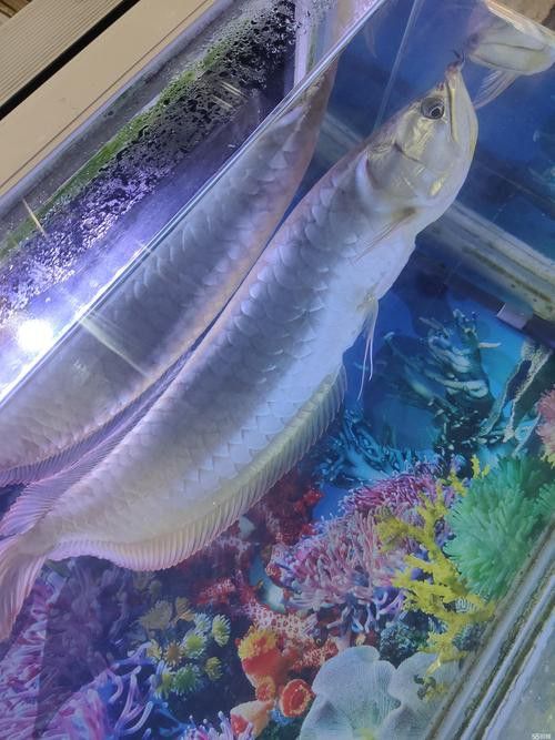 2019龍魚價格及圖片大全及價格