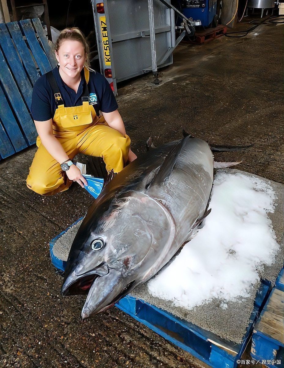 2019龍魚價格及圖片大全及價格