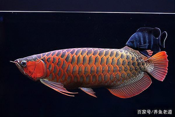 2019龍魚價格及圖片大全及價格