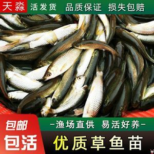 龍魚 飼料魚：龍魚的飼養技術