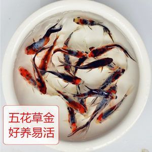 龍魚 飼料魚：龍魚的飼養技術