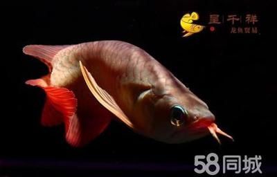 龍魚怎么抓出來（如何捕捉龍魚）