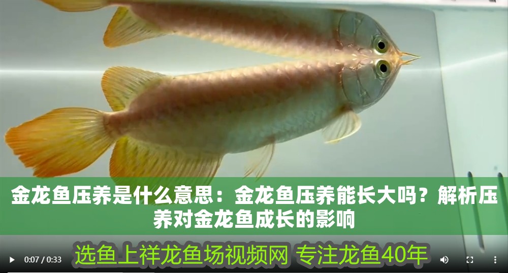 金龍魚壓養是什么意思：金龍魚壓養能長大嗎？解析壓養對金龍魚成長的影響