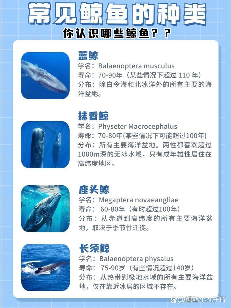 鯨魚品種