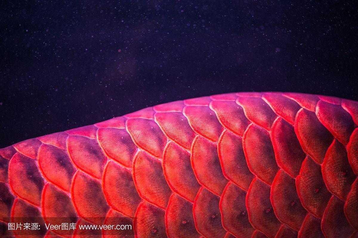 紅龍魚尾巴紅鱗片不紅怎么回事（紅龍魚為什么不紅）