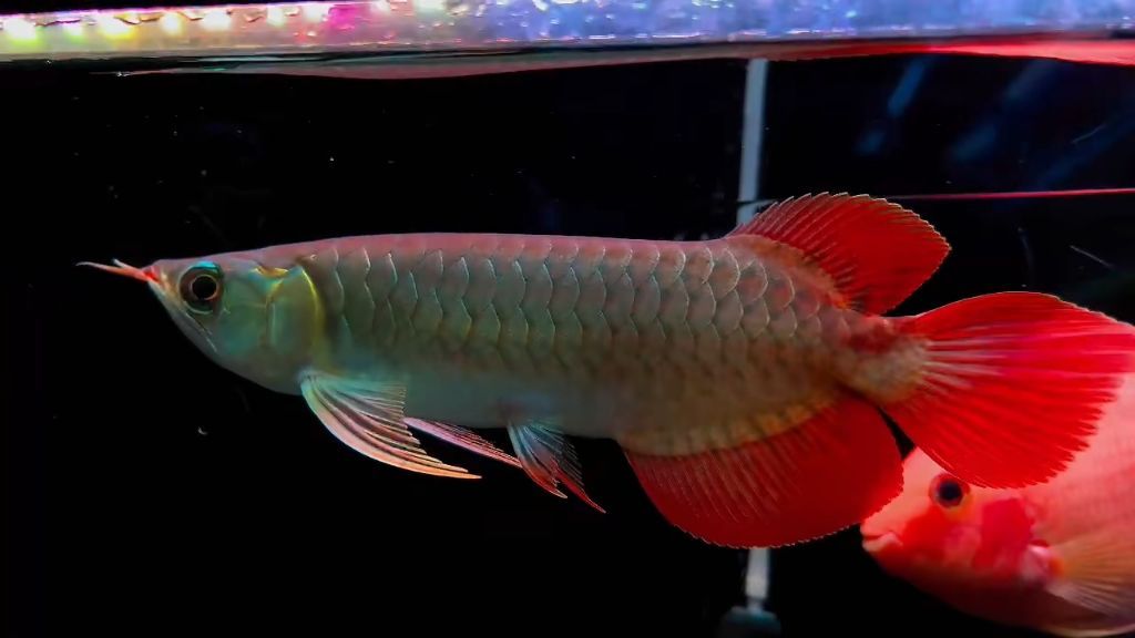 紅龍魚尾巴紅鱗片不紅怎么回事（紅龍魚為什么不紅）