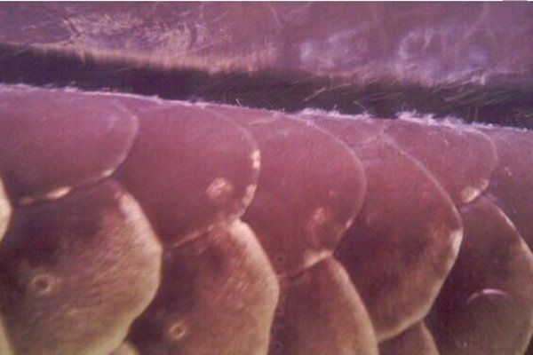 龍魚真菌感染如何早期發(fā)現(xiàn)？