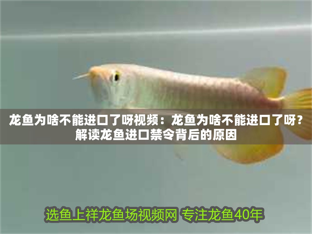 龍魚為啥不能進口了呀視頻：龍魚為啥不能進口了呀？解讀龍魚進口禁令背后的原因