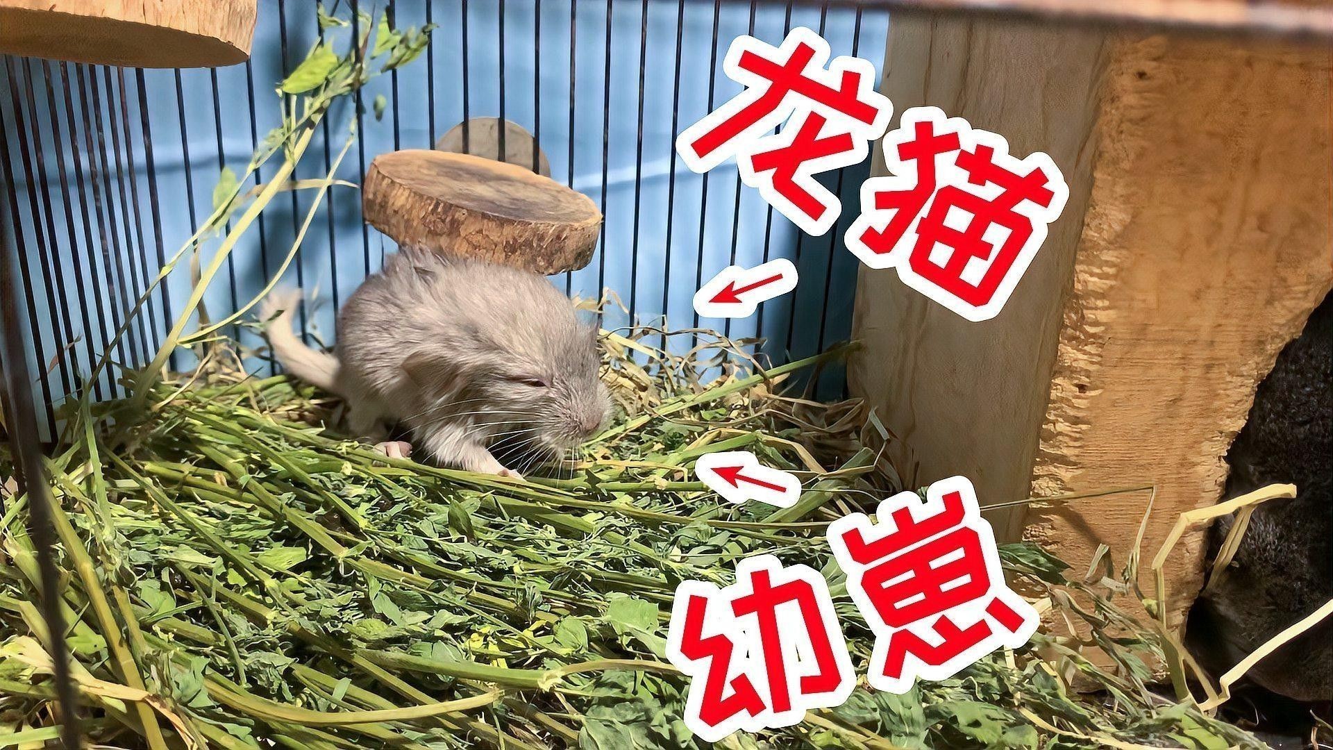 龍貓懷孕后需要特別注意什么？