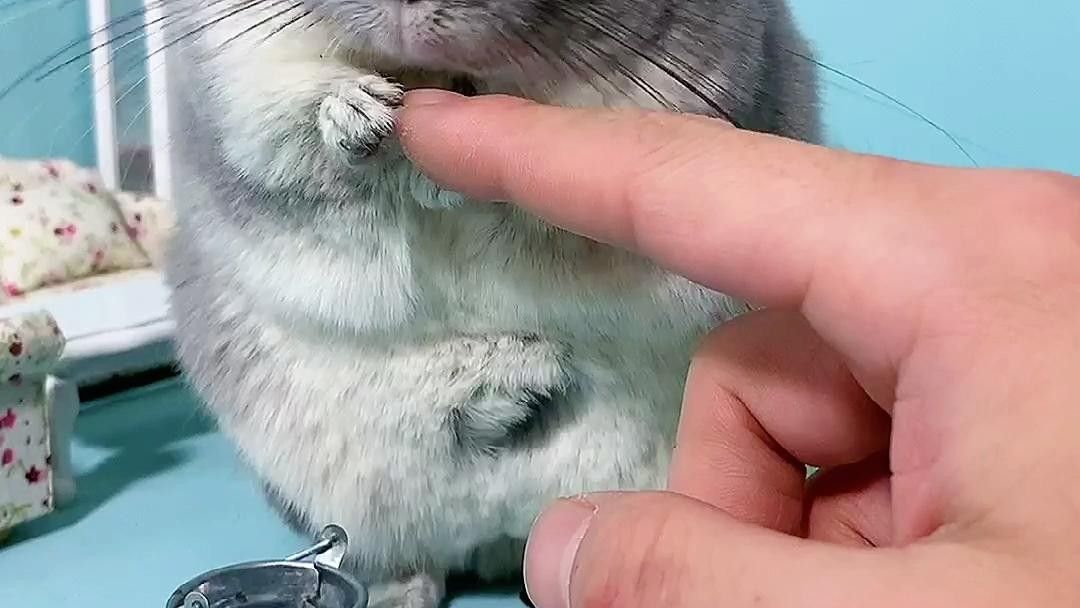 龍貓懷孕后需要特別注意什么？