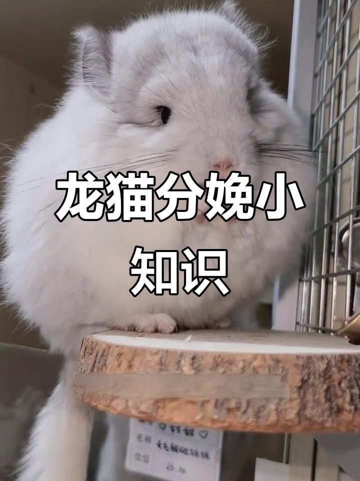 龍貓懷孕后需要特別注意什么？