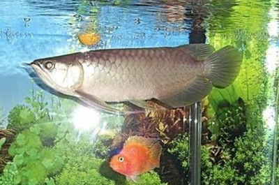 龍魚用藥后翻肚皮怎么回事兒啊：龍魚用藥后翻肚皮怎么回事
