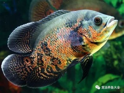 龍魚和什么魚搭配顯得高檔好看，：與龍魚搭配高檔好看的魚類
