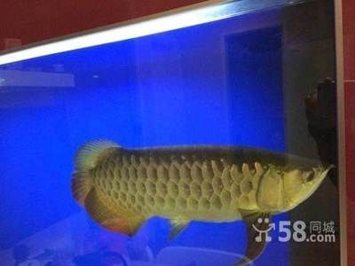 觀賞金龍魚什么價格好（觀賞金龍魚價格-龍魚價格-龍魚多少錢一條）