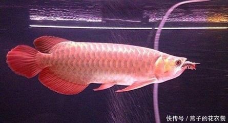 龍魚能和燕子魚混養(yǎng)嗎：龍魚和燕子魚可以混養(yǎng)么