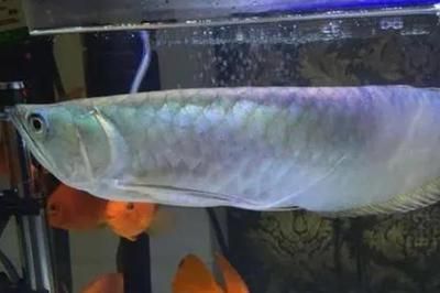 如何讓銀龍魚顏色變白，如何讓銀龍魚的顏色變白