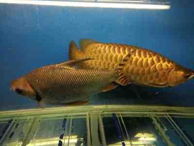 紅金龍魚什么價位：紅金龍魚價格258萬紅金龍魚多少錢一條怎么飼養