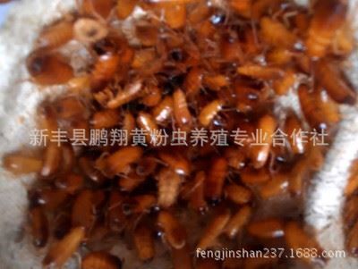 龍魚飼料添加劑效果：龍魚飼料添加劑使用技巧龍魚飼料添加劑的使用技巧