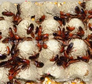 龍魚飼料添加劑效果：龍魚飼料添加劑使用技巧龍魚飼料添加劑的使用技巧