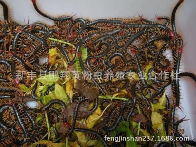 龍魚(yú)飼料添加劑效果：龍魚(yú)飼料添加劑使用技巧龍魚(yú)飼料添加劑的使用技巧