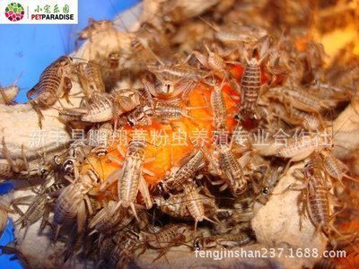 龍魚(yú)飼料添加劑效果：龍魚(yú)飼料添加劑使用技巧龍魚(yú)飼料添加劑的使用技巧