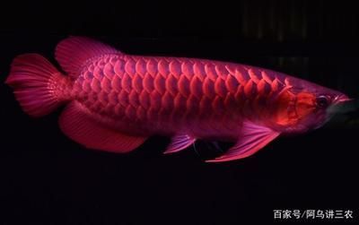 龍魚怎么快速生長出來：如何讓龍魚快速生長