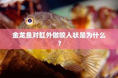 龍魚咬人怎么回事圖片大全：“龍魚咬人怎么回事”這一現(xiàn)象應(yīng)從多角度進行綜合分析