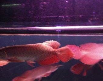 如何挑選小紅龍魚苗圖解（如何挑選小紅龍魚苗） 如何挑選小紅龍魚苗圖解（如何挑選小紅龍魚苗） 龍魚百科 第1張