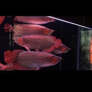 如何挑選小紅龍魚苗圖解（如何挑選小紅龍魚苗） 如何挑選小紅龍魚苗圖解（如何挑選小紅龍魚苗） 龍魚百科 第3張