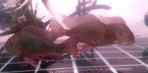 如何挑選小紅龍魚苗圖解（如何挑選小紅龍魚苗） 如何挑選小紅龍魚苗圖解（如何挑選小紅龍魚苗） 龍魚百科 第2張