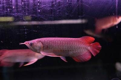 如何挑選小紅龍魚苗圖解（如何挑選小紅龍魚苗） 如何挑選小紅龍魚苗圖解（如何挑選小紅龍魚苗） 龍魚百科 第4張