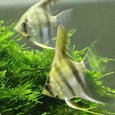 如何挑選小紅龍魚苗圖解（如何挑選小紅龍魚苗） 如何挑選小紅龍魚苗圖解（如何挑選小紅龍魚苗） 龍魚百科 第5張