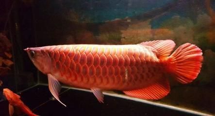 家庭不建議養龍魚的原因（為什么家庭不建議養龍魚？）
