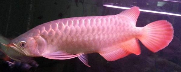 紅龍魚(yú)需要燈照嗎（養(yǎng)紅龍魚(yú)用啥樣燈光好）