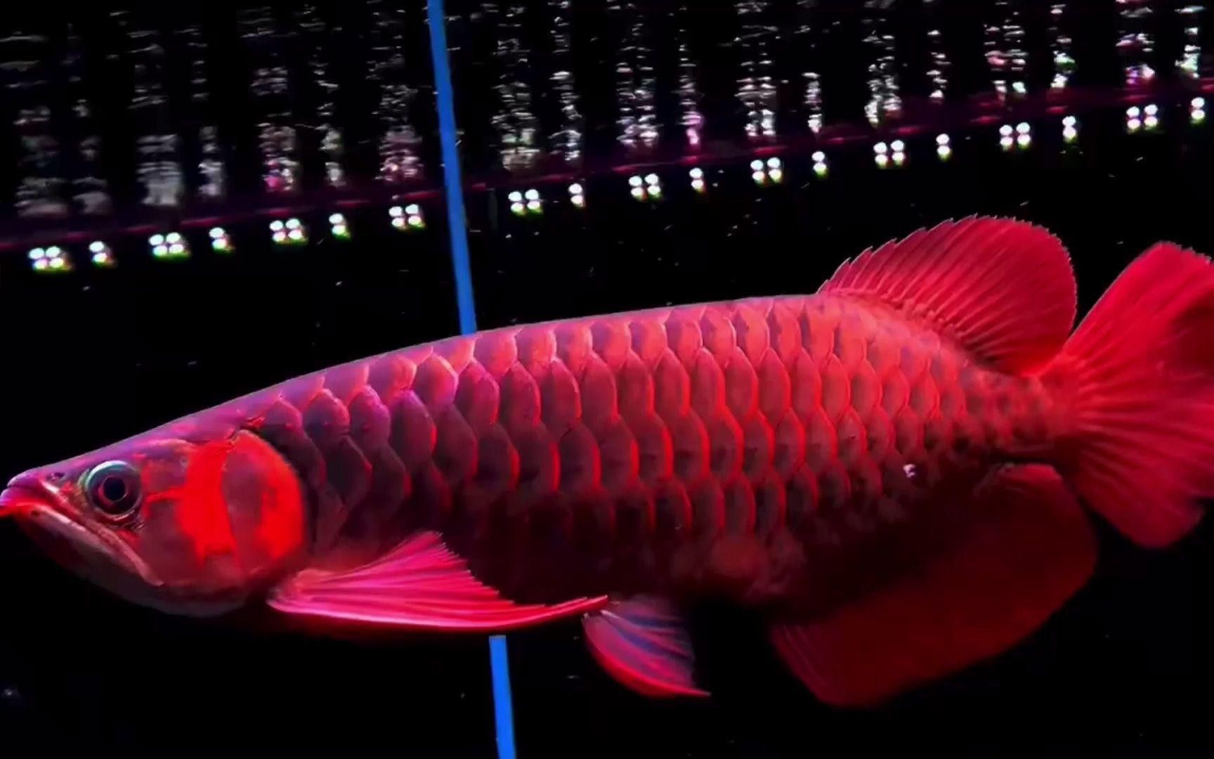 有哪些不適合與龍魚混養的魚種？