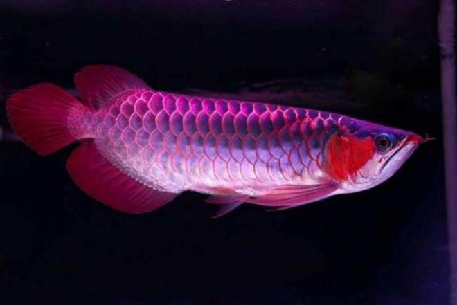 龍魚發(fā)色燈13000k和6700k：龍魚發(fā)色燈13000k和6700k色溫?zé)舾饔衅溥m用場景和優(yōu)勢