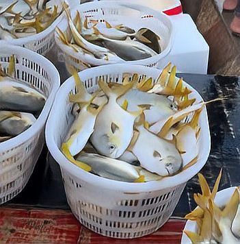 金鯧魚為什么不建議吃