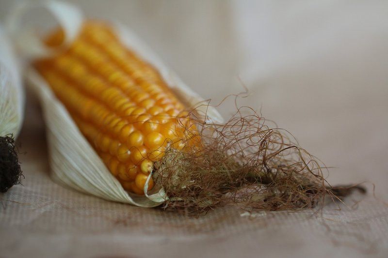 白子過背金龍魚好養嗎怎么養活