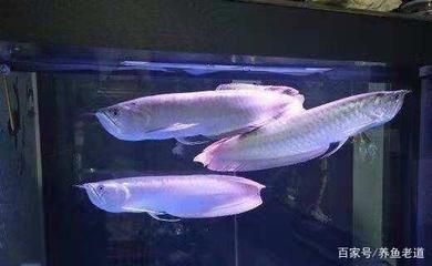 一米八魚缸可以養五條龍魚嗎（一米八的魚缸是否適合養五條龍魚）