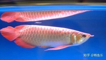 一米八魚缸可以養五條龍魚嗎（一米八的魚缸是否適合養五條龍魚）